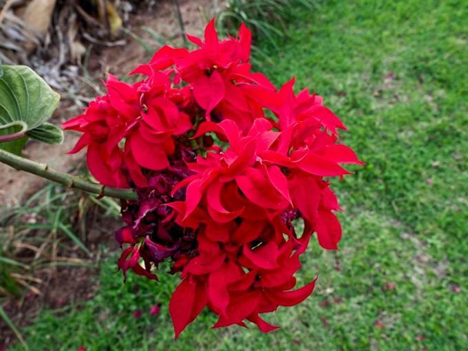 Poinsettia Family Cottage 헤이지뷰 외부 사진